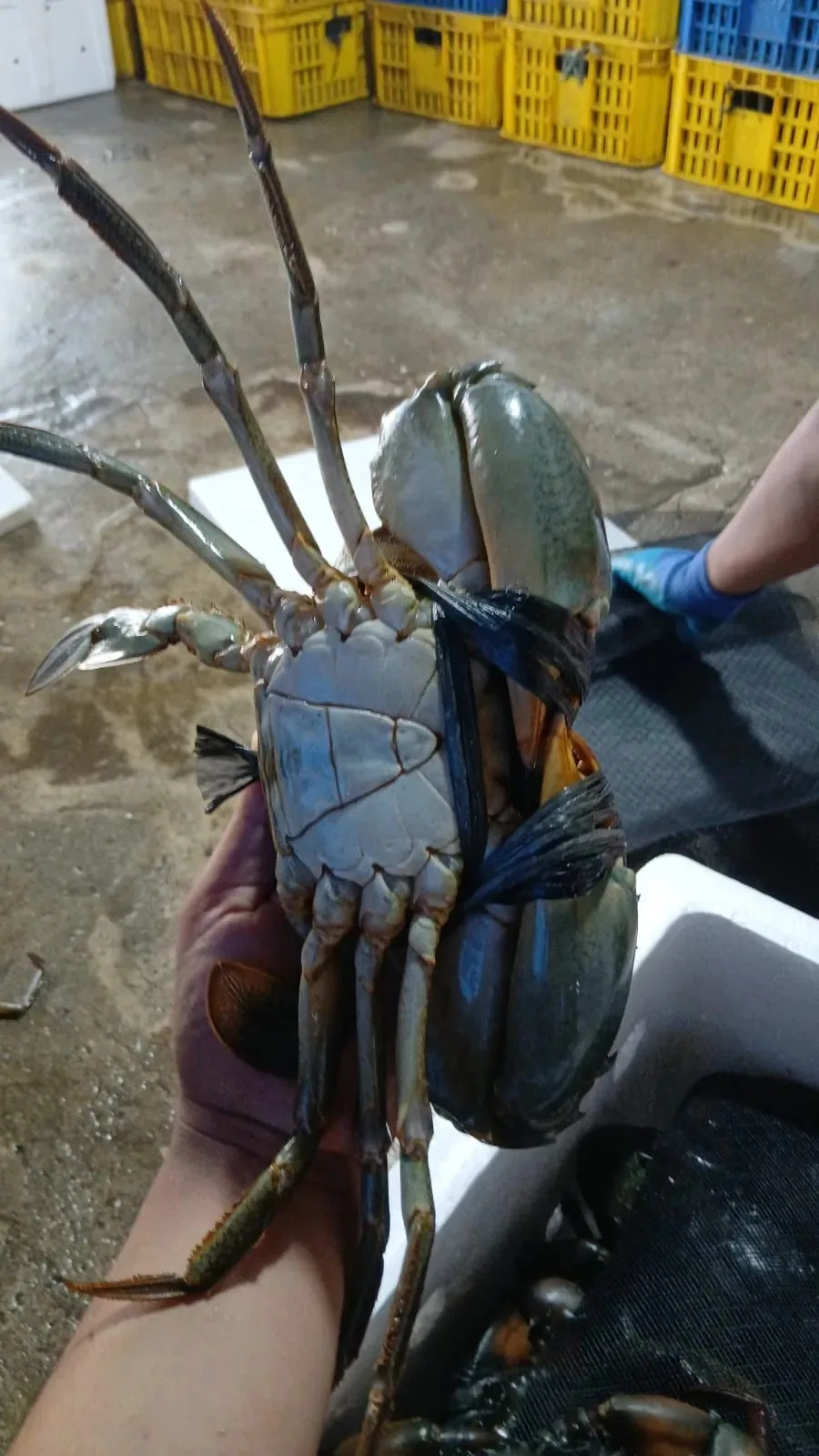 Kondisi fisik kepiting