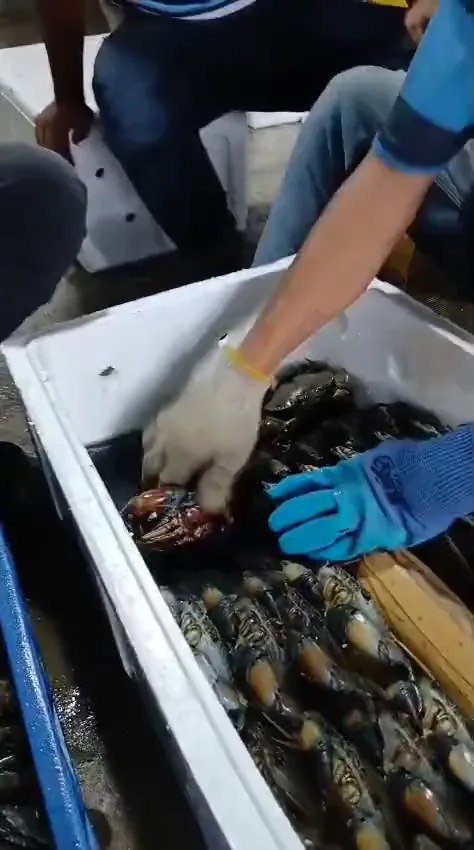 Penyortiran kepiting langsung